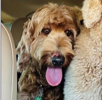 Nala -  Labrador Retriever and Standard Poodle Dog for Adoption in Monticello, New York - Nala | PetCurious