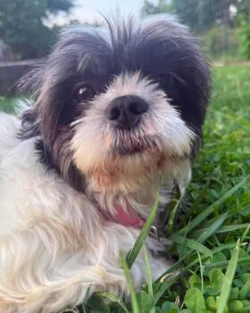 Sylvia -  Shih Tzu Dog for Adoption in Richmond, Kentucky - Sylvia | PetCurious