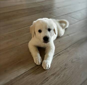 Franklin SAT -  Great Pyrenees Dog for Adoption in Quinlan, Texas - Franklin SAT | PetCurious