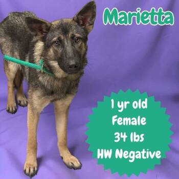 Marietta -  German Shepherd Dog Dog for Adoption in Ringwood, New Jersey - Marietta | PetCurious