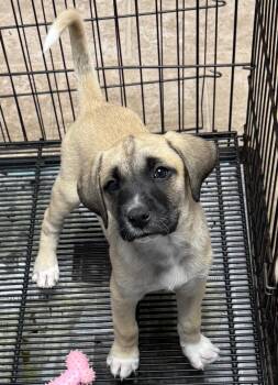 Anatolian Shepherd and Boxer Dogs Available for Adoption - Hank | PetCurious