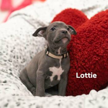 Mixed Breed Dogs Available for Adoption - Lottie | PetCurious