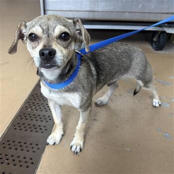 Chihuahua Dogs Available for Adoption in Chula Vista, California - NYXON | PetCurious