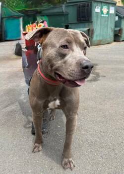 Dante -  Terrier and Mixed Breed Dog for Adoption in Pomona, New York - Dante | PetCurious