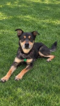 Sora -  Shepherd Dog for Adoption in Delson, Quebec - Sora | PetCurious