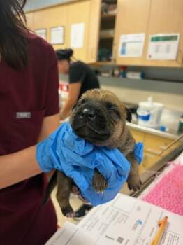 A1905123 -  Shepherd and Mixed Breed Dog for Adoption in Riverside, California - A1905123 | PetCurious