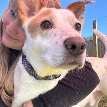 Ranchito Dorito the Most Chill Dude -  Labrador Retriever and German Shepherd Dog Dog for Adoption in Friendswood, Texas - Ranchito Dorito The Most Chill Dude | PetCurious
