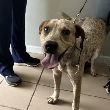 Ranger -  Australian Cattle Dog Blue Heeler and Mixed Breed Dog for Adoption in Starkville, Mississippi - Ranger | PetCurious