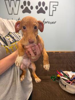 Chihuahua Dogs Available for Adoption in Marion, Ohio - McDouble | PetCurious