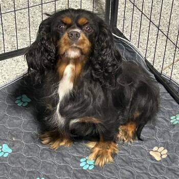 Friendly Joslyn -  Cavalier King Charles Spaniel Dog for Adoption in Antwerp, Ohio - Friendly Joslyn | PetCurious