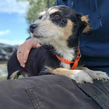 Wolfie -  Terrier and Mixed Breed Dog for Adoption in Wimberley, Texas - Wolfie | PetCurious