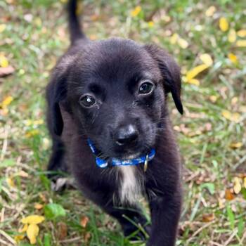 Diablo -  Chihuahua Dog for Adoption in Baldwin, Maryland - Diablo | PetCurious