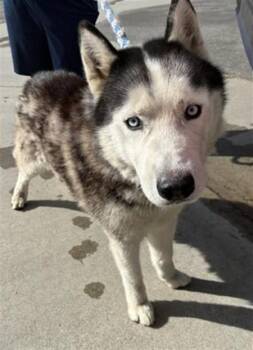 A779920 -  Siberian Husky Dog for Adoption in Rancho Cucamonga, California - A779920 | PetCurious