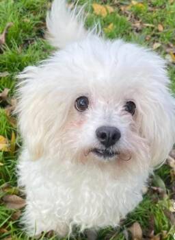 Jerry - TX -  Miniature Poodle and Maltese Dog for Adoption in Bryan, Texas - Jerry - TX | PetCurious