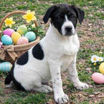 Border Collie and Labrador Retriever Dogs Available for Adoption - ELWOOD | PetCurious