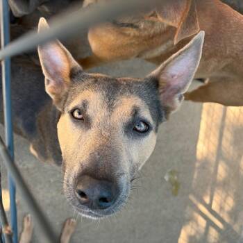 Mixed Breed Dogs Available for Adoption in Lake Jackson, Texas - Paris | PetCurious