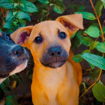 Bailey -  Shepherd and Mixed Breed Dog for Adoption in San Diego, California - Bailey | PetCurious
