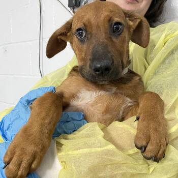 Bass, No Treble -  Cattle Dog and Mixed Breed Dog for Adoption in Hattiesburg, Mississippi - Bass, No Treble | PetCurious