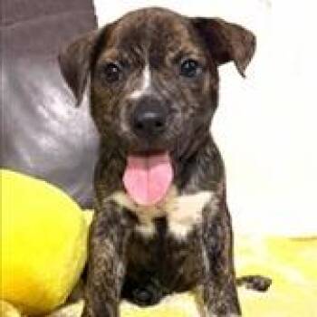 Danny -  Terrier Dog for Adoption in Tampa, Florida - Danny | PetCurious