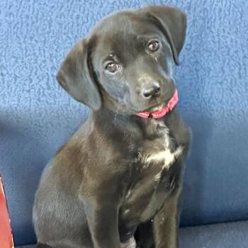Labrador Retriever Dogs Available for Adoption - Hubcap | PetCurious