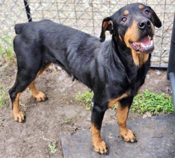 Rottweiler and Mixed Breed Dogs Available for Adoption in Houston, Texas - QUEEN | PetCurious