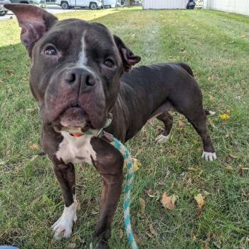Beluga -  Pit Bull Terrier Dog for Adoption in Buffalo, New York - Beluga | PetCurious