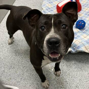 Tiberius -  American Staffordshire Terrier Dog for Adoption in Grand Rapids, Michigan - Tiberius | PetCurious