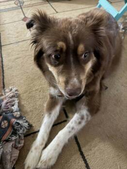 Brownie -  Australian Shepherd Dog for Adoption in Gainesville, Virginia - Brownie | PetCurious