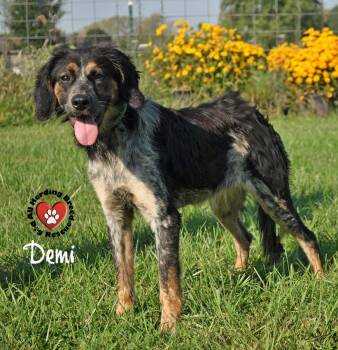 Rescue Cattle Dog and Spaniel Dogs for Adoption in Joliet, Illinois - Demi | PetCurious