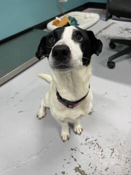 Rescue Basset Hound and Labrador Retriever Dogs for Adoption in Chattanooga, Tennessee - Darla | PetCurious