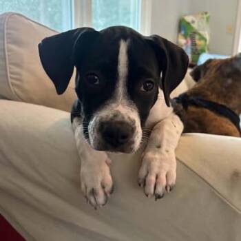 Charles -  Boxer and American Bully Dog for Adoption in Beulaville, North Carolina - Charles | PetCurious
