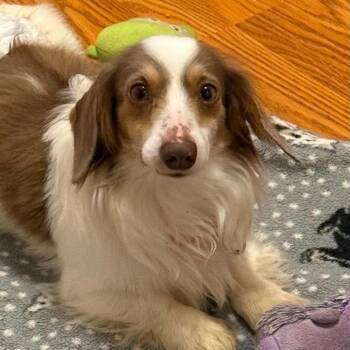 Dachshund Dogs Available for Adoption in Fredericksburg, Virginia - Stanley | PetCurious