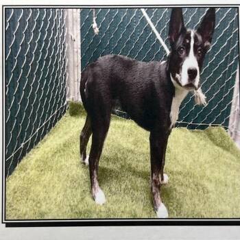 Terrier Dogs Available for Adoption in Pasadena, California - Robert | PetCurious