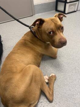 PEANUT -  Pit Bull Terrier and Mixed Breed Dog for Adoption in Indianapolis, Indiana - PEANUT | PetCurious