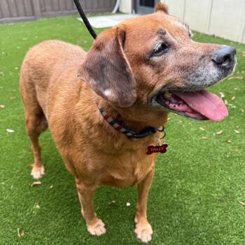 Dorothy -  Hound and Mixed Breed Dog for Adoption in Loxahatchee Groves, Florida - Dorothy | PetCurious