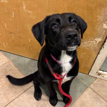 Prissy -  Mixed Breed Dog for Adoption in Chattanooga, Tennessee - Prissy | PetCurious