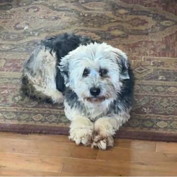 German Shepherd Dog and Bearded Collie Dogs Available for Adoption - Bonnie | PetCurious