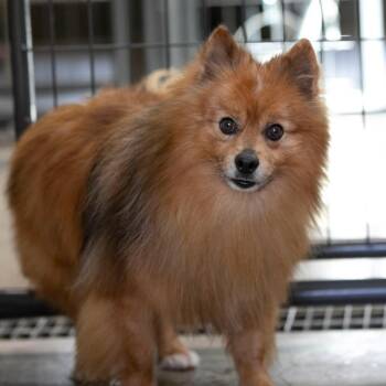 Pomeranian Dogs Available for Adoption in Peyton, Colorado - Splatter (MR26-301) | PetCurious