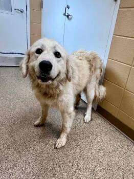 Gelda -  Golden Retriever Dog for Adoption in Fort Payne, Alabama - Gelda | PetCurious