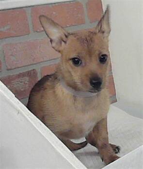 Chihuahua and Mixed Breed Dogs Available for Adoption in Houston, Texas - A2068860 | PetCurious