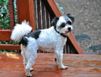 GIZMO -  Maltipoo Dog for Adoption in Elk River, Minnesota - GIZMO | PetCurious