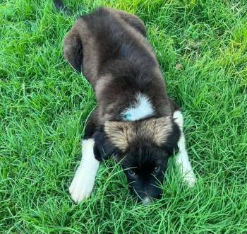 Lucy -  Mixed Breed Dog for Adoption in Manhattan, Kansas - Lucy | PetCurious