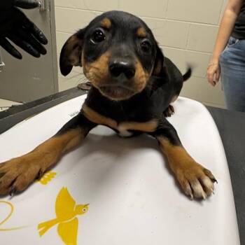 Mixed Breed Dogs Available for Adoption in Lufkin, Texas - Thomas | PetCurious