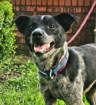 Buddy -  Mixed Breed Dog for Adoption in Groveland, Massachusetts - Buddy | PetCurious