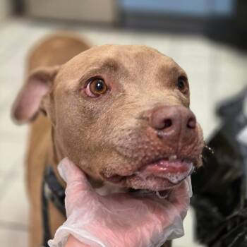 Chace -  Mixed Breed Dog for Adoption in Charleston, West Virginia - Chace | PetCurious