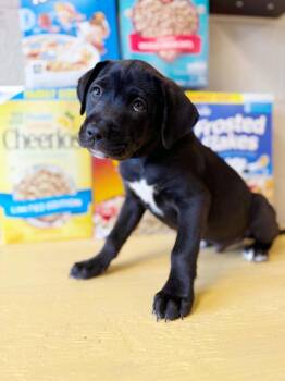 Frosted Flakes -  Mixed Breed Dog for Adoption in Effingham, Illinois - Frosted Flakes | PetCurious