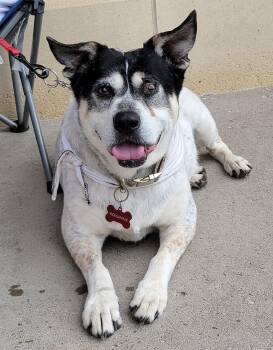 Rescue Cattle Dog and American Bulldog Dogs for Adoption in Sioux City, Iowa - Roxanne | PetCurious