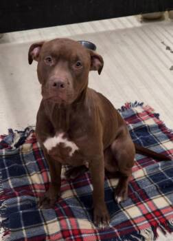 Nessa -  Pit Bull Terrier Dog for Adoption in Dandridge, Tennessee - Nessa | PetCurious