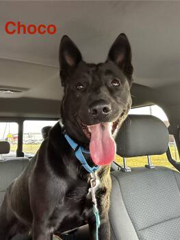 Rescue Labrador Retriever Dogs for Adoption in Port Lavaca, Texas - Choco | PetCurious