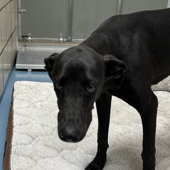 Prieta -  Whippet Dog for Adoption in Lufkin, Texas - Prieta | PetCurious